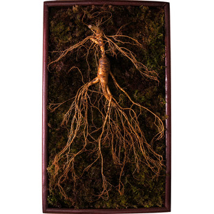 人参林下参新鲜林下老野山参吉林东北特大长白山整枝林下人叁泡酒