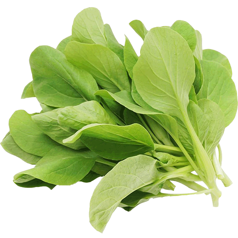 鸡毛菜种子上海青小油菜种籽菜籽耐寒四季春季盆栽青菜农家蔬菜孑