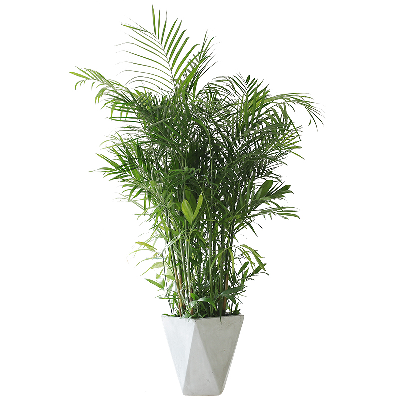 夏威夷竹子盆栽绿植客厅室内大型北欧观叶椰子吸甲醛净化空气植物
