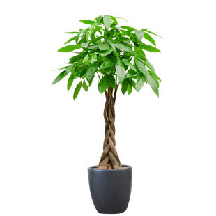 辫子发财树绿植盆栽净化空气除甲醛植物室内观叶常绿办公室花卉