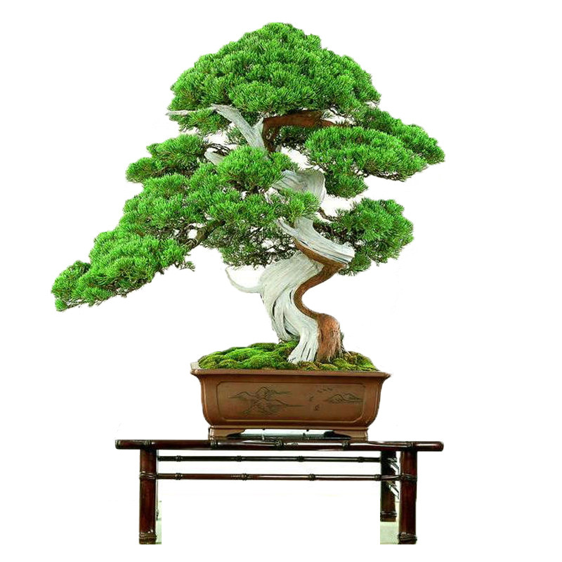 仿真迎客松崖柏禅意盆景