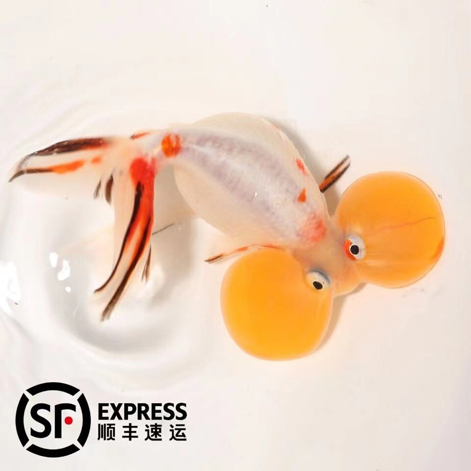 新款五花水泡金鱼精品水泡眼国粹观赏鱼淡水冷水水族宠物水泡金鱼