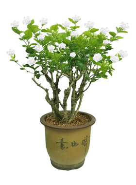 茉莉花老桩盆栽阳台茉莉花苗