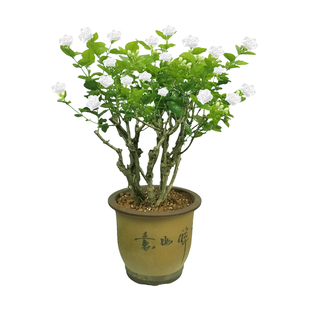 茉莉花老桩盆栽好养成活室内外阳台植物横县重瓣茉莉花苗