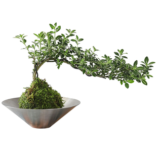 苔藓球六月雪盆栽室内桌面绿植好养水培植物净化空气植物花卉盆景