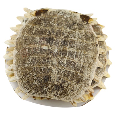 鳖甲中药材正品生甲鱼壳新货整块王八壳甲壳鳖甲粉生鳖甲整个鳖壳