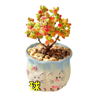 蜜桔糖球多肉植物室内盆栽密叶枝干番杏名贵花卉办公阳台高端稀有