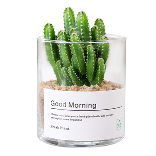 多肉植物仙人球仙人掌小盆栽桌面植物肉肉组合办公室内绿植花卉