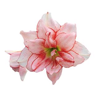 朱顶红小苗鬼魅双喜安吉拉条纹黛丝火焰梦幻焦点多年生单重瓣对版