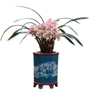 名贵兰花品种开花浓香型建兰红草奇花红福奇添带花苞花卉绿植盆栽