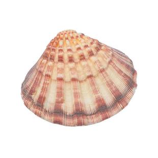 包邮天然狮爪贝超大厚贝壳家居装饰品扇ins摄影道具盘子鱼缸粉色