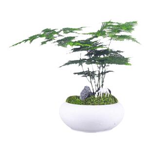 文竹碧玉绿公主盆栽室内办公室桌面水培花卉四季常青好养净化包邮