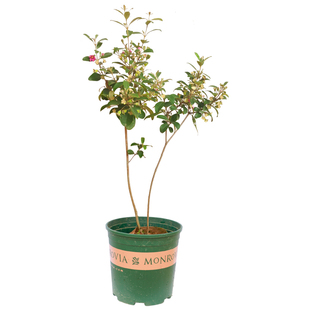 广西稔子树 山捻子树苗 野生桃金娘带土带叶 庭院楼顶盆栽地栽