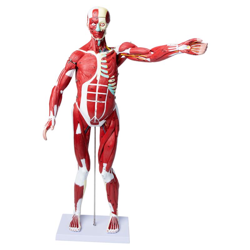 人体全身肌肉内脏器官拆卸解剖结构模型组织运动仿真医学教学教具