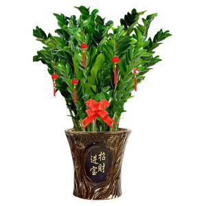 金钱树客厅绿植钱串子招财花卉大花盆室内盆栽植物乔迁开业送礼