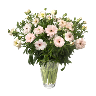 现货蝴蝶锦鲤河内洋牡丹花毛茛干球 室内外盆栽地栽9月种