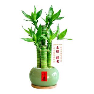 文昌竹4支金榜题名室内书桌办公室桌面工位旺宅绿植富贵竹小盆栽