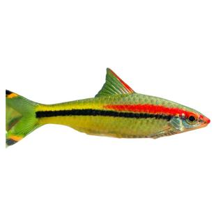 一眉道人观赏鱼灯鱼小型草缸群游观赏鱼热带淡水鱼鱼活体好养耐活