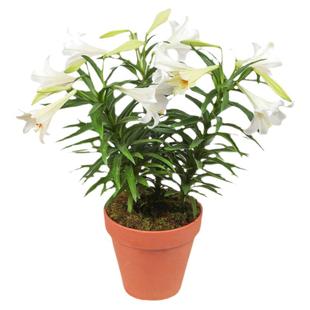 塔莎的花园春季百合种球重瓣进口香水爱莎眼线室内阳台浓香型花卉