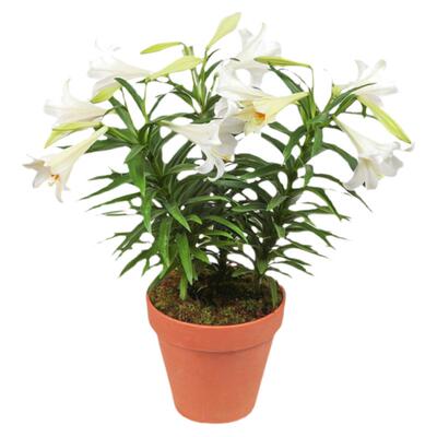 塔莎的花园百合种球进口耐寒