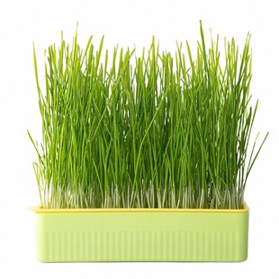 猫草盆栽水培种子化毛球片猫薄荷培育盆小麦种子懒人种植猫草种籽