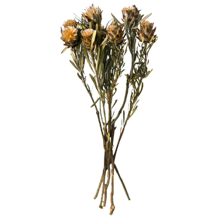 非洲果羽毛菊蛇皮果进口植物干燥花干花干果配草花束插花搭配装饰