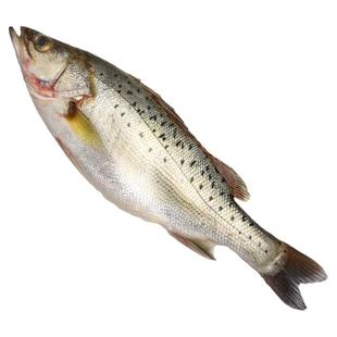 已去内脏新鲜海鲈鱼鲜鱼速冻去鳞腮去内脏海鲜花鲈七星鲈一斤一条