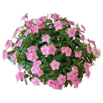 长春花盆栽带花苞四季爆花