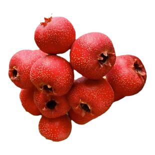 山楂树活苗大金星大五棱苗甜红子黄山楂嫁接歪把红果苗山里红树苗