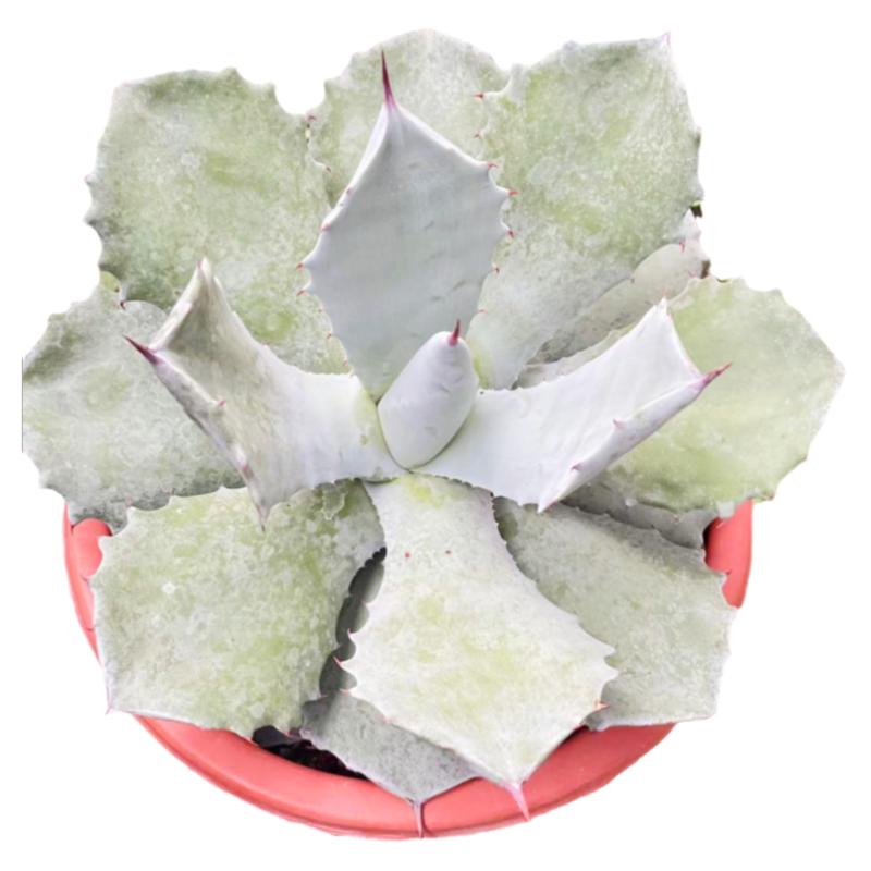 白肌厚叶雷神龙舌兰植物盆栽