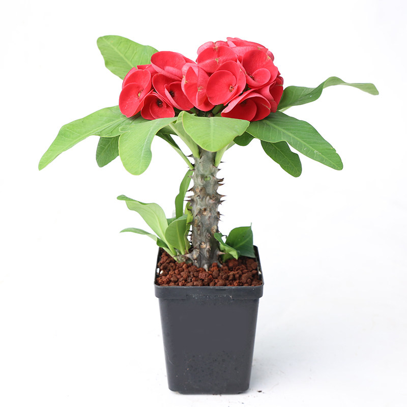 大花虎刺梅观花盆栽绿植鲜花盆景