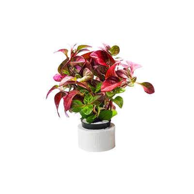 水草植物黄金榕水榕|千人回购