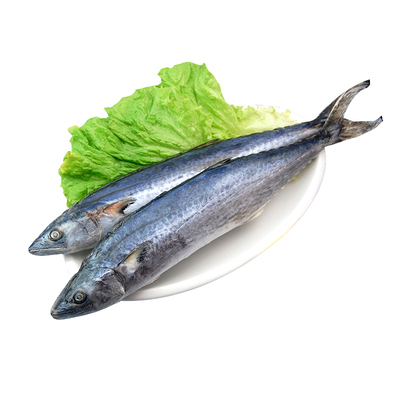 青岛大鲅鱼鲜活新鲜蓝点马鲛鱼