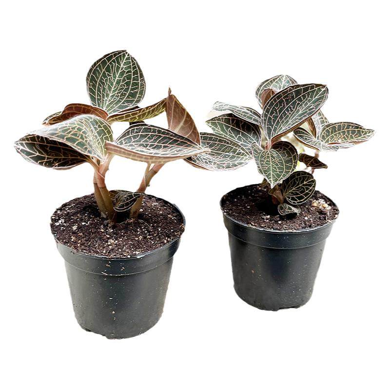 正宗金线莲种植苗特级整株大圆叶福建南靖原装原土包邮食用好养活