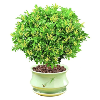 桂花盆栽四季树苗室内卉植