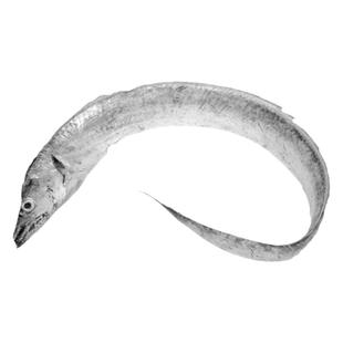 宁波特产东海特大小眼带鱼 鲜活水产非冷冻刀鱼海鲜冰鲜整条非中