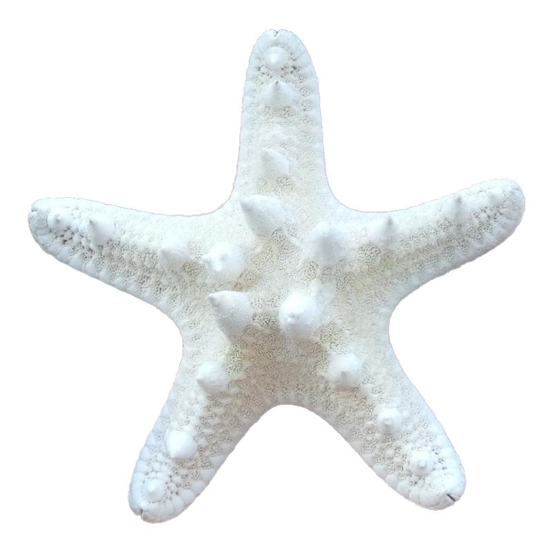 海螺贝壳白海星 天然霸王海星 面包海星   拍摄婚庆墙贴橱窗装饰