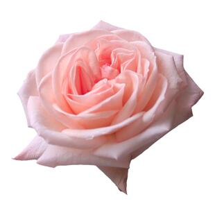 粉荔枝玫瑰鲜花去有风的地方刘亦菲同款捧花真花云南直发顺丰空运