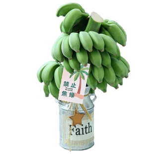 禁止蕉绿广西小米芭蕉整串新鲜香蕉产地直发包邮