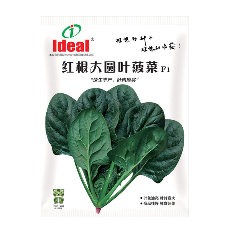 大叶菠菜种子农家四季播种高产