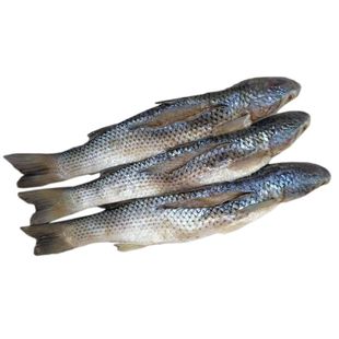 老式渤海湾咸梭鱼礼盒装新鲜特大号海鱼一整箱自腌水产干货红眼梭