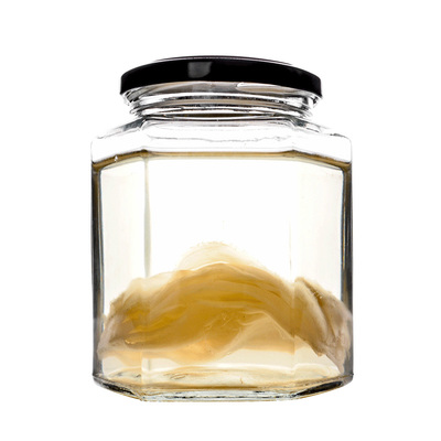 正宗红茶菌母菌种传统原瓶胃宝菌种康普茶菌海宝菌醋蛾子菌包养活