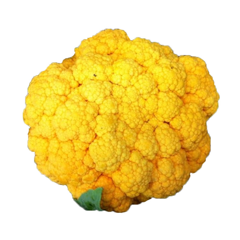特色青梗松花菜种子绿紫黄宝塔花菜种籽花椰菜西兰花菜蔬菜种孑苗