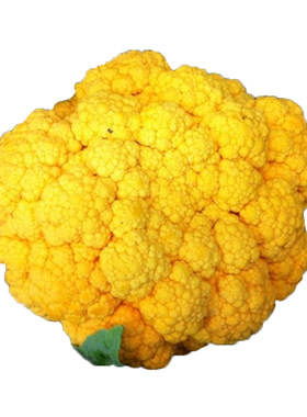 青梗松花菜种子宝塔花花椰菜