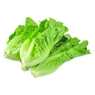 东升农场 供港生菜 宝宝辅食莴仔菜 火锅食材 烧烤 300g