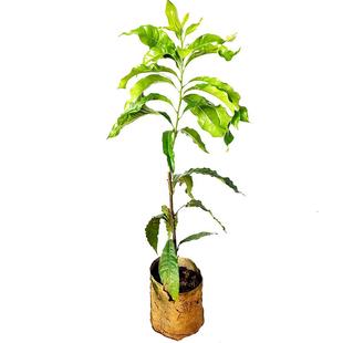 黄晶果嫁接苗四季奶香明峰三号黄宝石当年结果营养杯苗南方果树苗