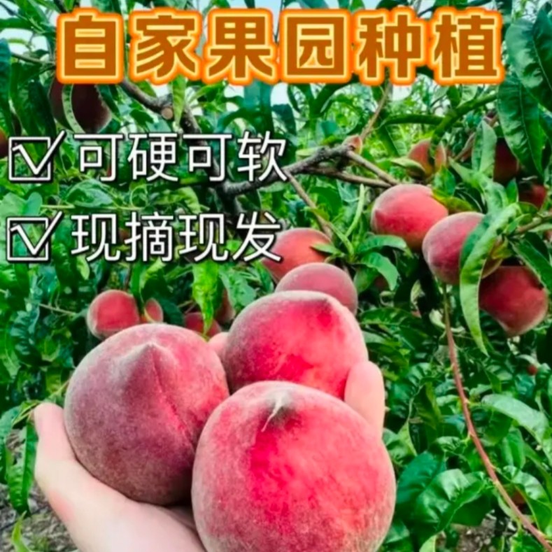 正宗云南露天农家自种现摘现发红宝石桃子脆甜多汁应季新鲜水果