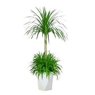 网红龙须树客厅绿植大型多头龙血树龙铁树室内客厅盆栽植物盆景苗