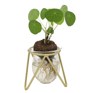 水培山乌龟桌面盆栽红藤圆叶绿植盆景办公室趣味观叶美观植物