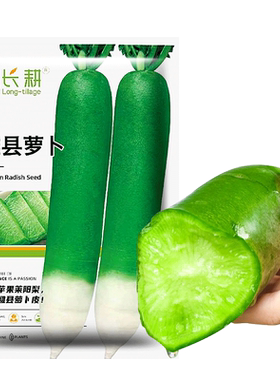 潍县水果萝卜种子秋播